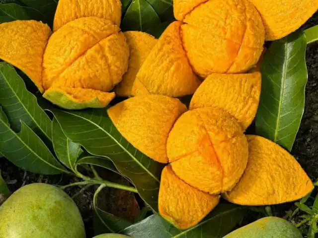 Saatkhira Himsagar mango 1