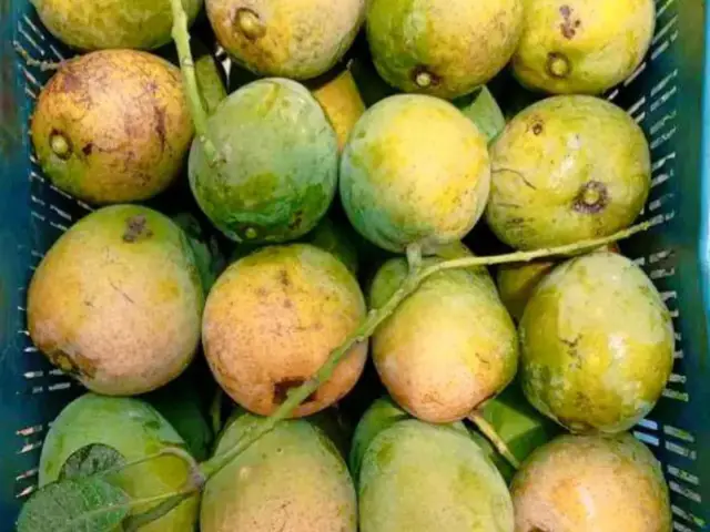 Saatkhira Himsagar mango 2