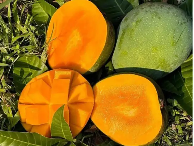 Saatkhira Himsagar mango 3
