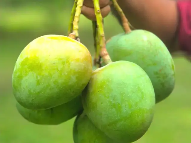 Saatkhira Himsagar mango 4