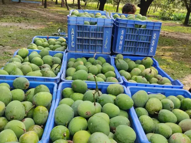Saatkhira Himsagar mango 5