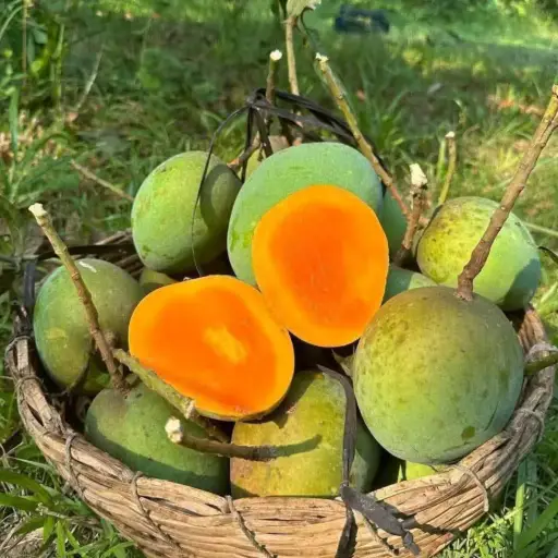 সাতক্ষীরার হিমসাগর আম